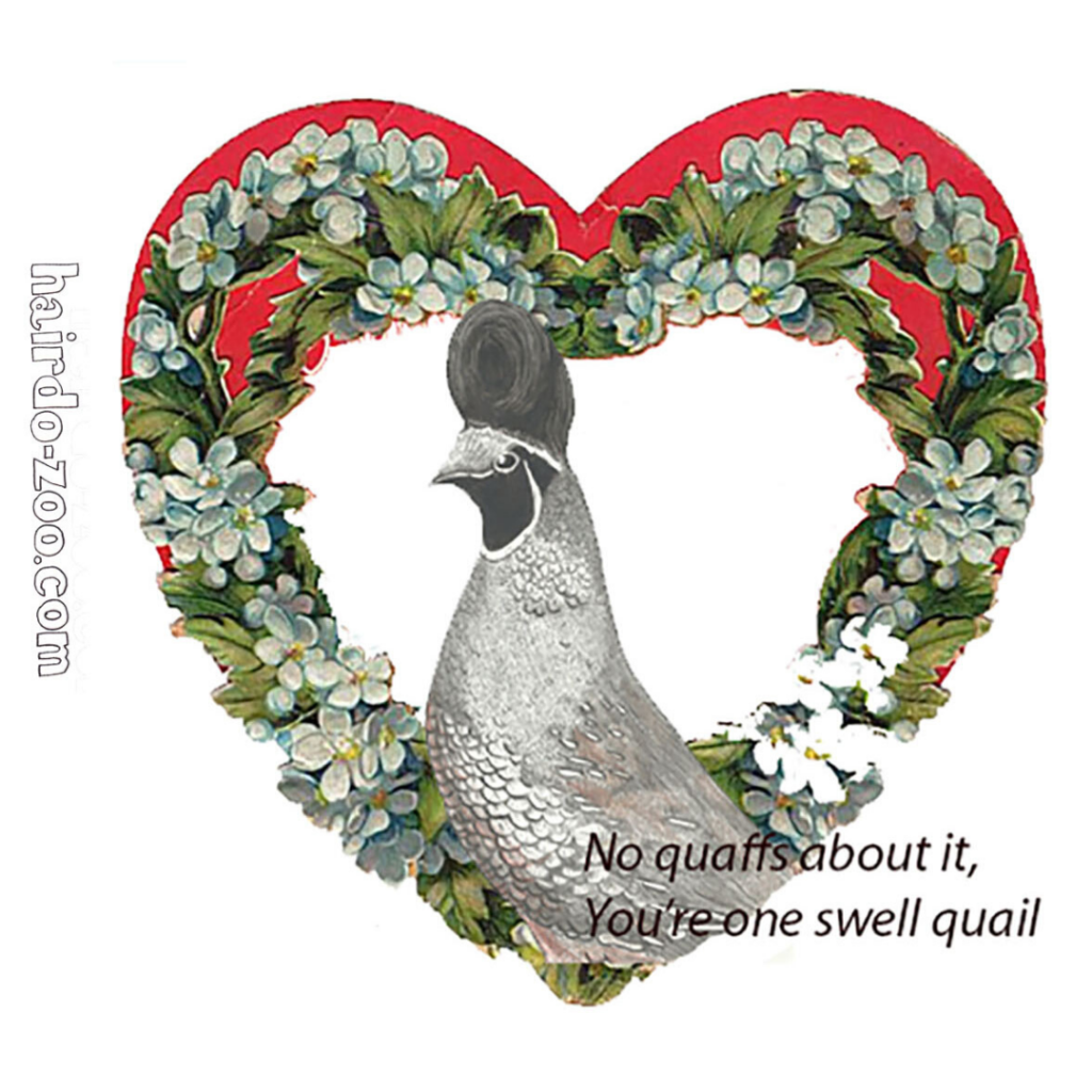 quail with a quiff valentine